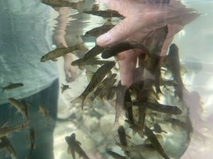 Fische streicheln im Wüstenhaus