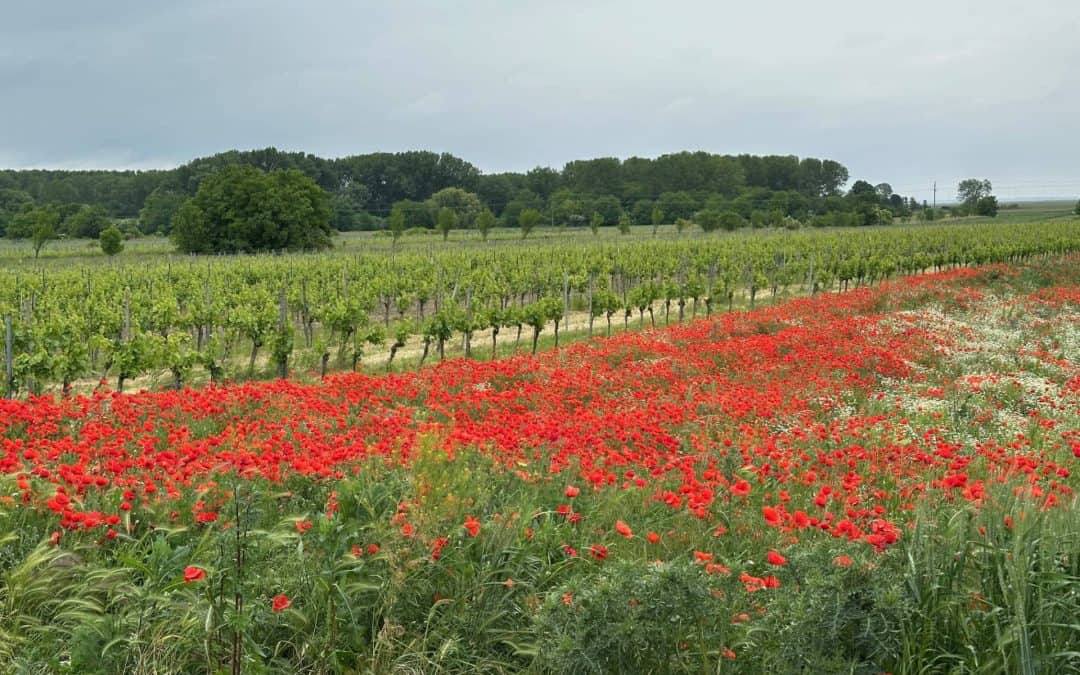 Am Neusied­ler See Radweg von Mörbisch nach Illmitz