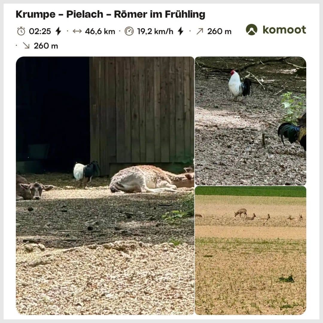 Krumpe-Pielach-Römer im Frühling